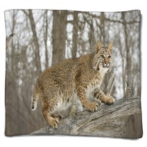 Bobcat In Winter Blankets 5337447