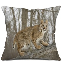 Bobcat In Winter Pillows 5337447
