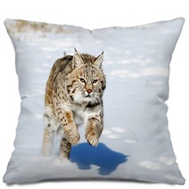 Bobcat In Winter Pillows 76119739