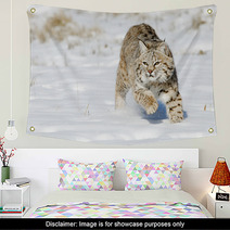 Bobcat In Winter Snow Land Wall Art 76119743