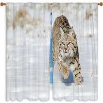 Bobcat In Winter Snow Land Window Curtains 76119743