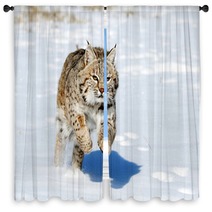 Bobcat In Winter Window Curtains 76119739