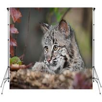 Bobcat Kitten (Lynx Rufus) Looks Over Log Backdrops 58796831