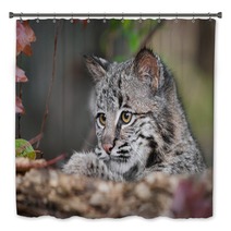 Bobcat Kitten (Lynx Rufus) Looks Over Log Bath Decor 58796831