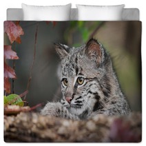 Bobcat Kitten (Lynx Rufus) Looks Over Log Bedding 58796831