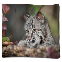 Bobcat Kitten (Lynx Rufus) Looks Over Log Blankets 58796831