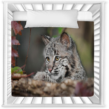 Bobcat Kitten (Lynx Rufus) Looks Over Log Nursery Decor 58796831