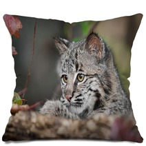 Bobcat Kitten (Lynx Rufus) Looks Over Log Pillows 58796831