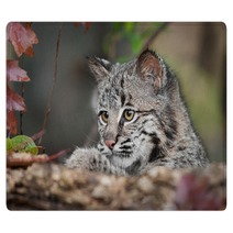 Bobcat Kitten (Lynx Rufus) Looks Over Log Rugs 58796831
