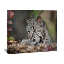 Bobcat Kitten (Lynx Rufus) Looks Over Log Wall Art 58796831