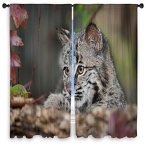 Bobcat Kitten (Lynx Rufus) Looks Over Log Window Curtains 58796831