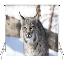 Bobcat (Lynx Rufus) Backdrops 28742681