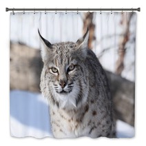 Bobcat (Lynx Rufus) Bath Decor 28742681