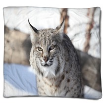 Bobcat (Lynx Rufus) Blankets 28742681