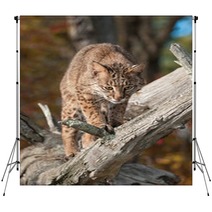 Bobcat (Lynx Rufus) Looks Down From Branch Backdrops 100224110