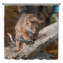 Bobcat (Lynx Rufus) Looks Down From Branch Bath Decor 100224110