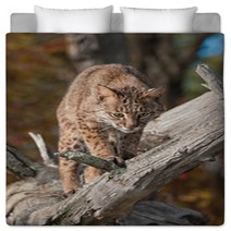 Bobcat (Lynx Rufus) Looks Down From Branch Bedding 100224110
