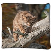 Bobcat (Lynx Rufus) Looks Down From Branch Blankets 100224110