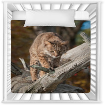 Bobcat (Lynx Rufus) Looks Down From Branch Nursery Decor 100224110