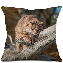 Bobcat (Lynx Rufus) Looks Down From Branch Pillows 100224110
