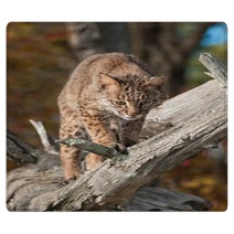 Bobcat (Lynx Rufus) Looks Down From Branch Rugs 100224110