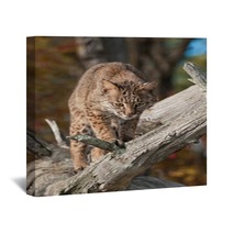 Bobcat (Lynx Rufus) Looks Down From Branch Wall Art 100224110
