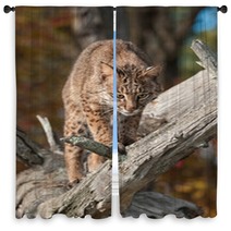 Bobcat (Lynx Rufus) Looks Down From Branch Window Curtains 100224110