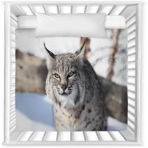 Bobcat (Lynx Rufus) Nursery Decor 28742681