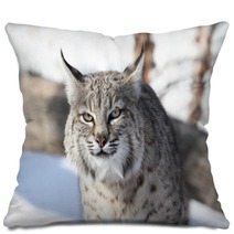 Bobcat (Lynx Rufus) Pillows 28742681