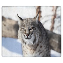 Bobcat (Lynx Rufus) Rugs 28742681
