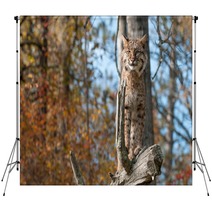 Bobcat (Lynx Rufus) Stands Alert On Branch Backdrops 100224078