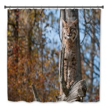 Bobcat (Lynx Rufus) Stands Alert On Branch Bath Decor 100224078