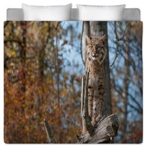 Bobcat (Lynx Rufus) Stands Alert On Branch Bedding 100224078