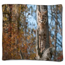 Bobcat (Lynx Rufus) Stands Alert On Branch Blankets 100224078