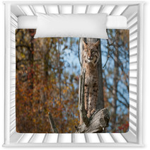 Bobcat (Lynx Rufus) Stands Alert On Branch Nursery Decor 100224078