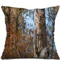 Bobcat (Lynx Rufus) Stands Alert On Branch Pillows 100224078