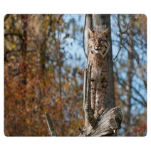 Bobcat (Lynx Rufus) Stands Alert On Branch Rugs 100224078
