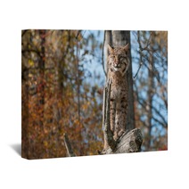 Bobcat (Lynx Rufus) Stands Alert On Branch Wall Art 100224078