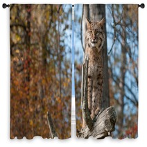 Bobcat (Lynx Rufus) Stands Alert On Branch Window Curtains 100224078