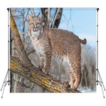 Bobcat (Lynx Rufus) Stands On Branch Backdrops 62276921