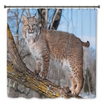 Bobcat (Lynx Rufus) Stands On Branch Bath Decor 62276921