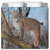 Bobcat (Lynx Rufus) Stands On Branch Bedding 62276921