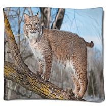 Bobcat (Lynx Rufus) Stands On Branch Blankets 62276921