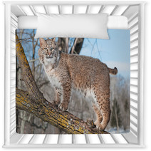 Bobcat (Lynx Rufus) Stands On Branch Nursery Decor 62276921
