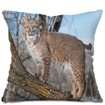 Bobcat (Lynx Rufus) Stands On Branch Pillows 62276921