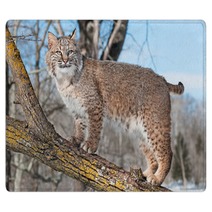 Bobcat (Lynx Rufus) Stands On Branch Rugs 62276921