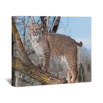 Bobcat (Lynx Rufus) Stands On Branch Wall Art 62276921