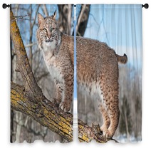 Bobcat (Lynx Rufus) Stands On Branch Window Curtains 62276921