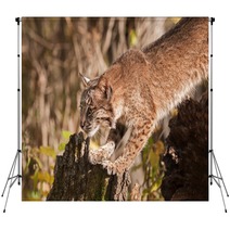 Bobcat (Lynx Rufus) Stretches Out Backdrops 100224054