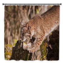Bobcat (Lynx Rufus) Stretches Out Bath Decor 100224054